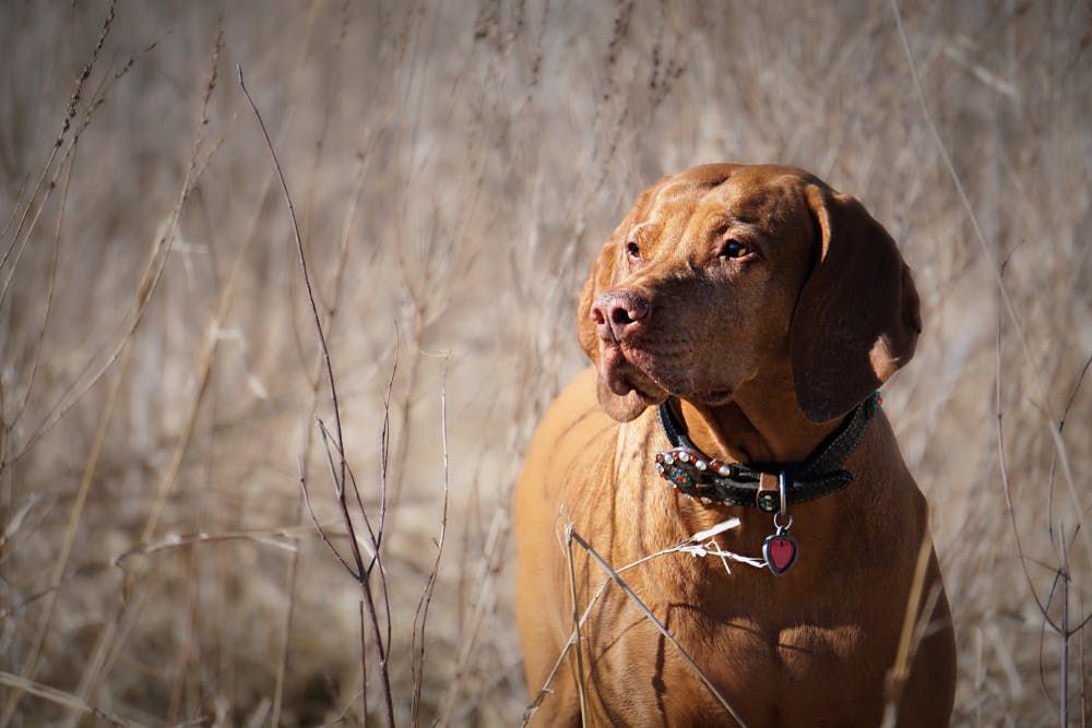 A dog in Illinois