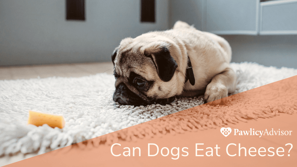 Pug lying on the ground looking at cheese