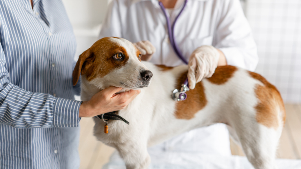 dog at vet with kennel cough