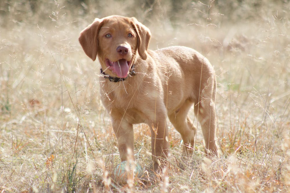 A dog in Arkansas