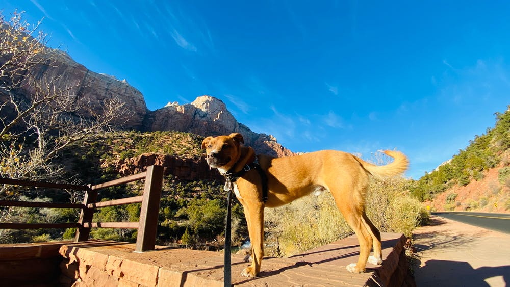 A dog in Utah