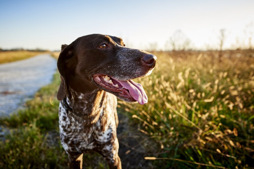 A dog in Kansas