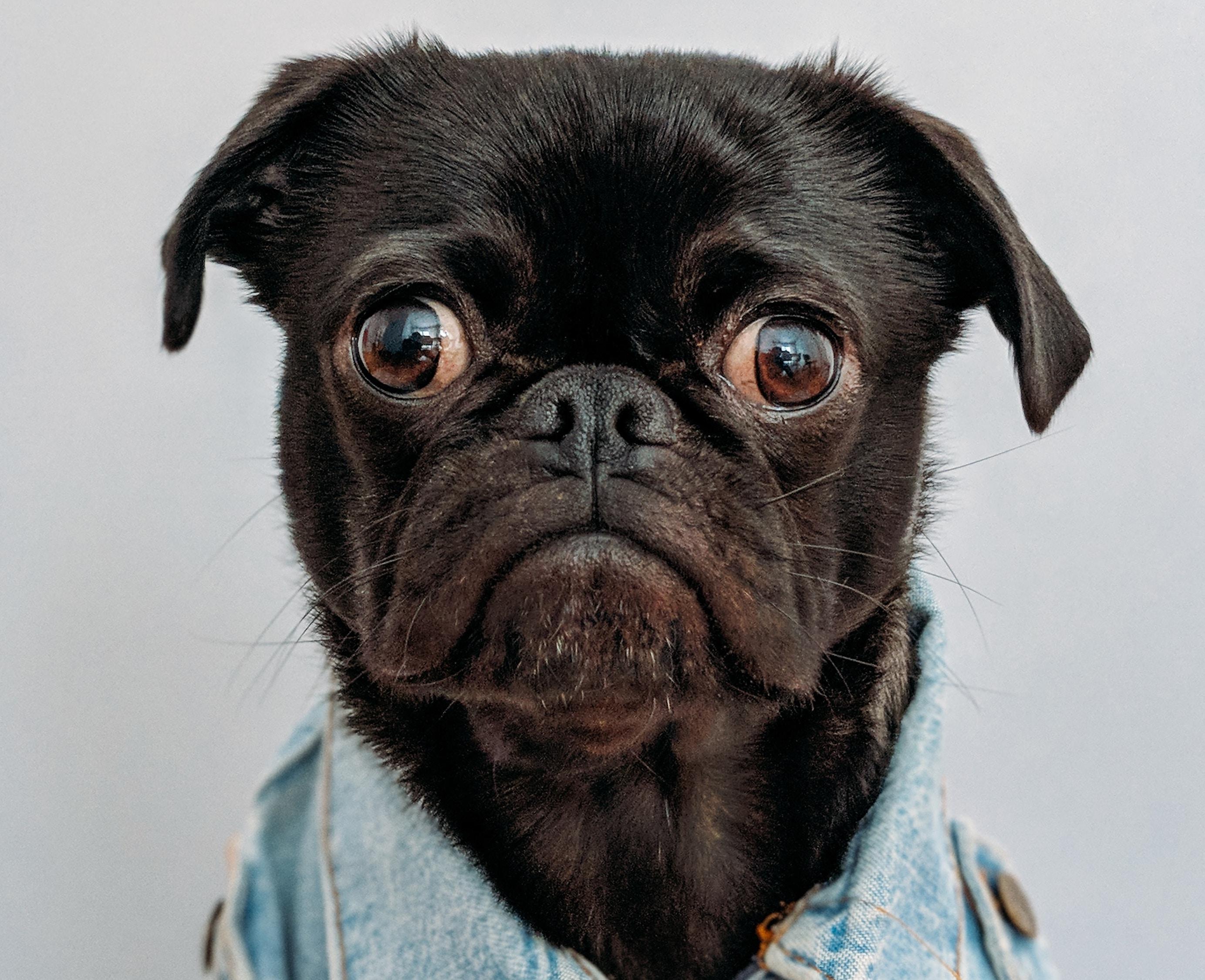 A dog concerned about toxic algae.