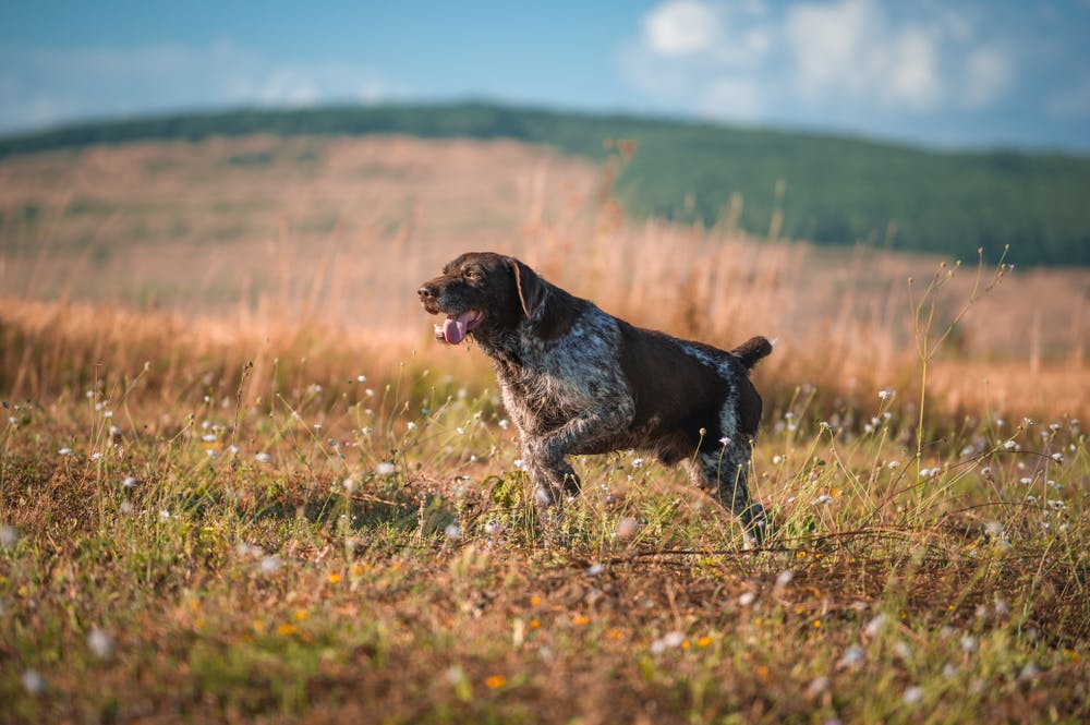 A dog in South Dakota