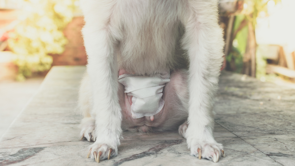 Dog abdomen with bandage from surgery