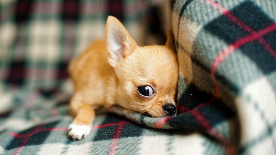 growing chihuahua puppy