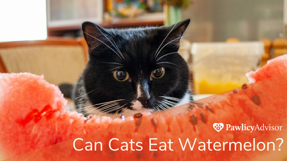 Can Cats Eat Watermelon