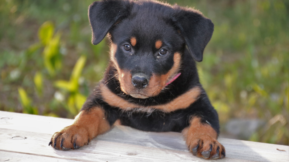 growing Rottweiler puppy