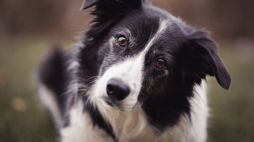 Border Collie dog