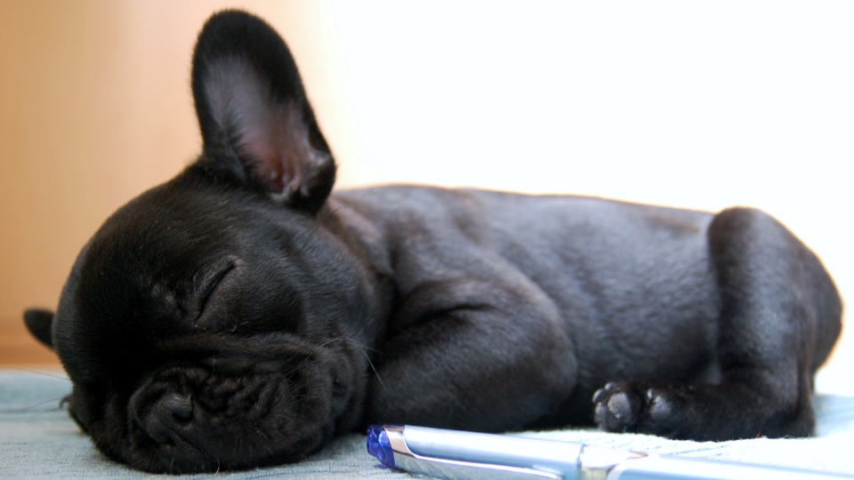 growing french bulldog puppy