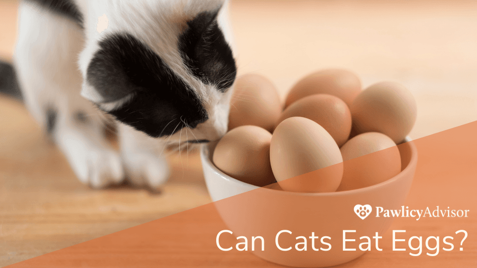 Can cats eat eggs