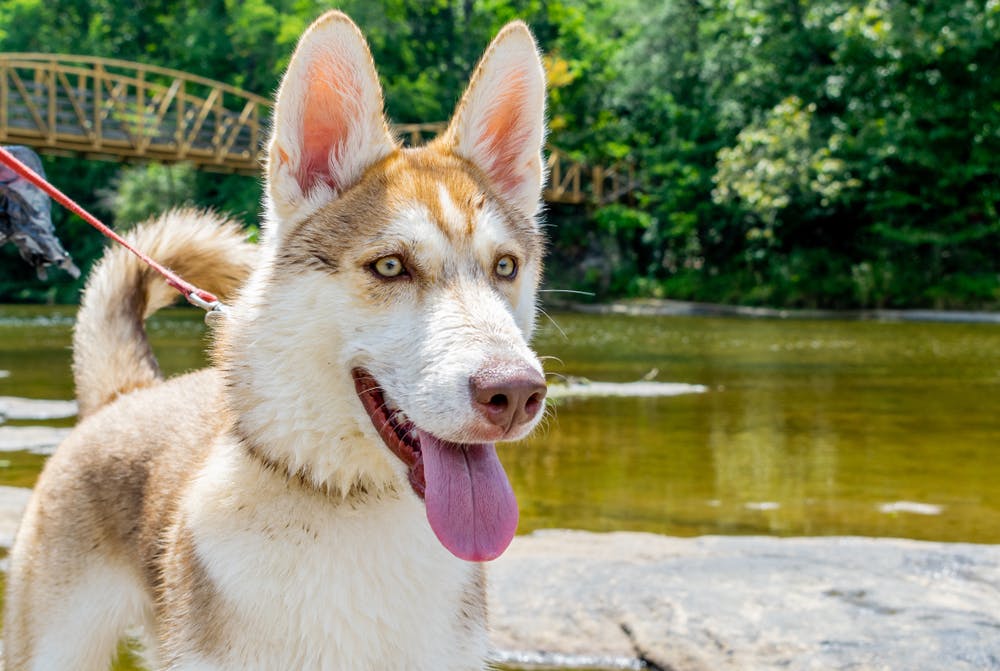 A dog in Alabama