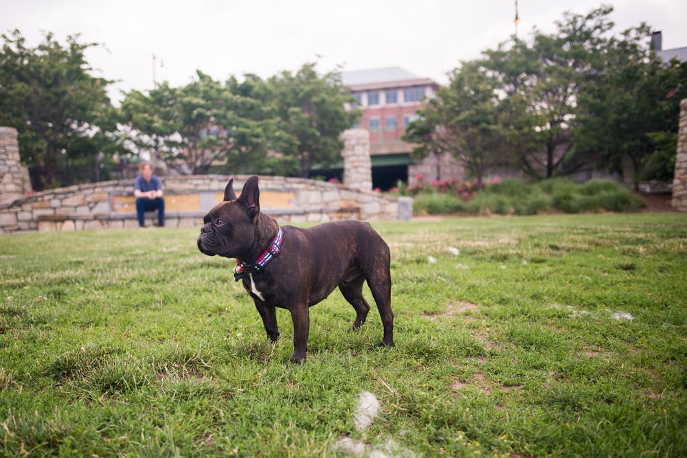 A dog in Massachusetts