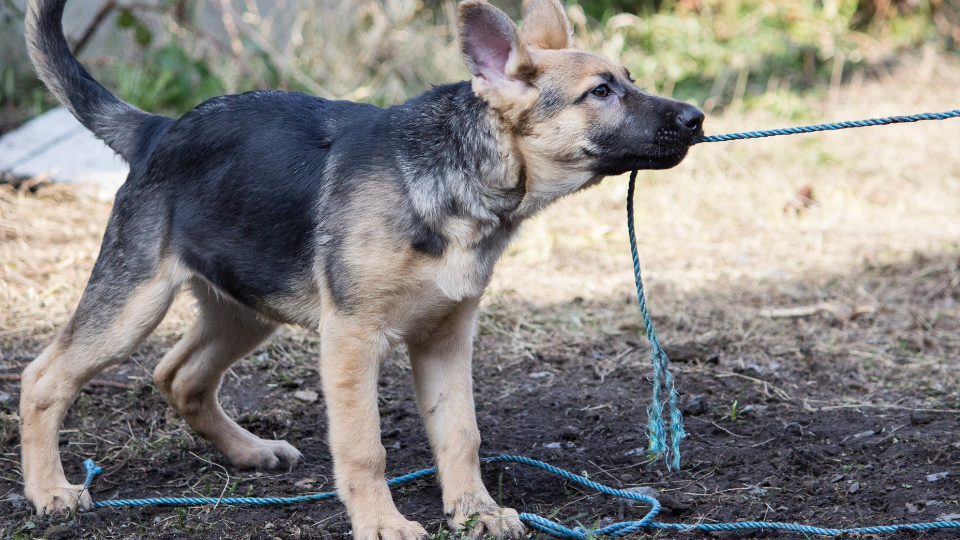 german shepherd puppy playing