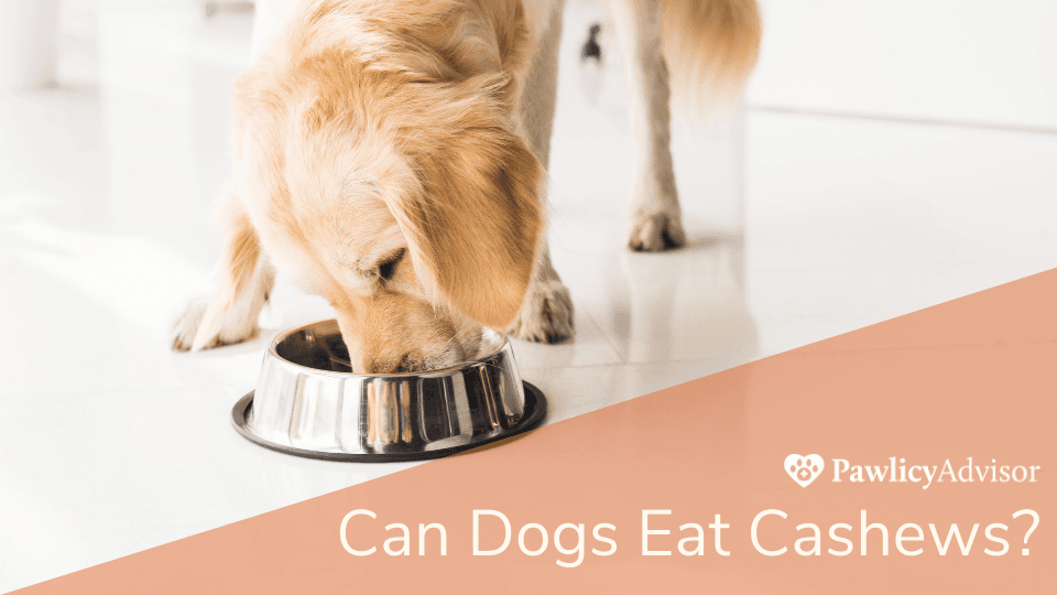 Dog eating out of bowl on floor