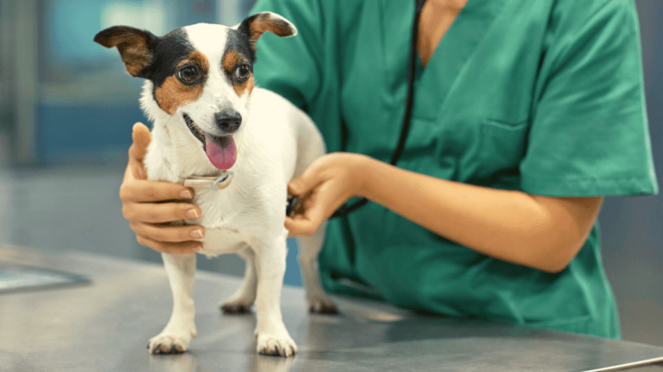 Dog examined by vet with stethoscope