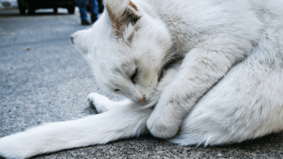 White cat cleaning rear end with tongue