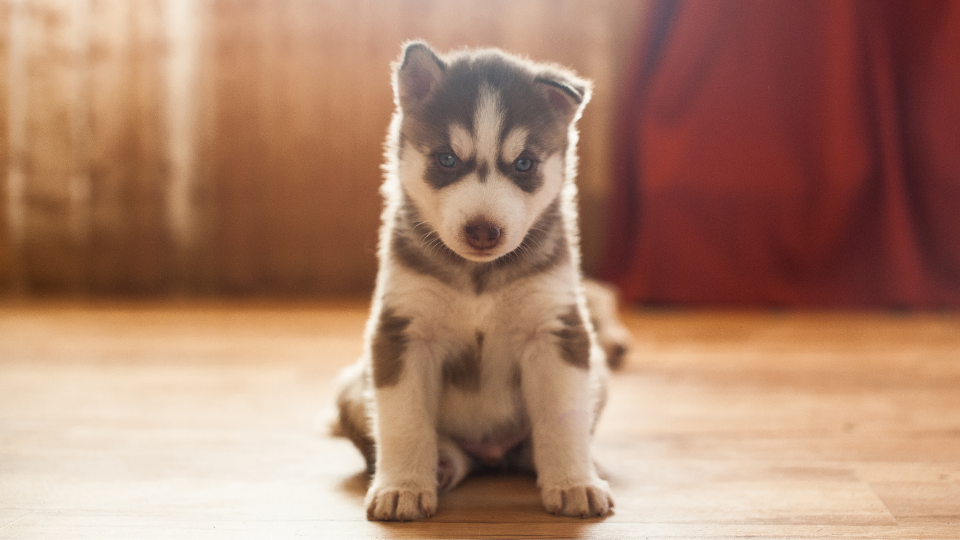 Siberian Husky puppy