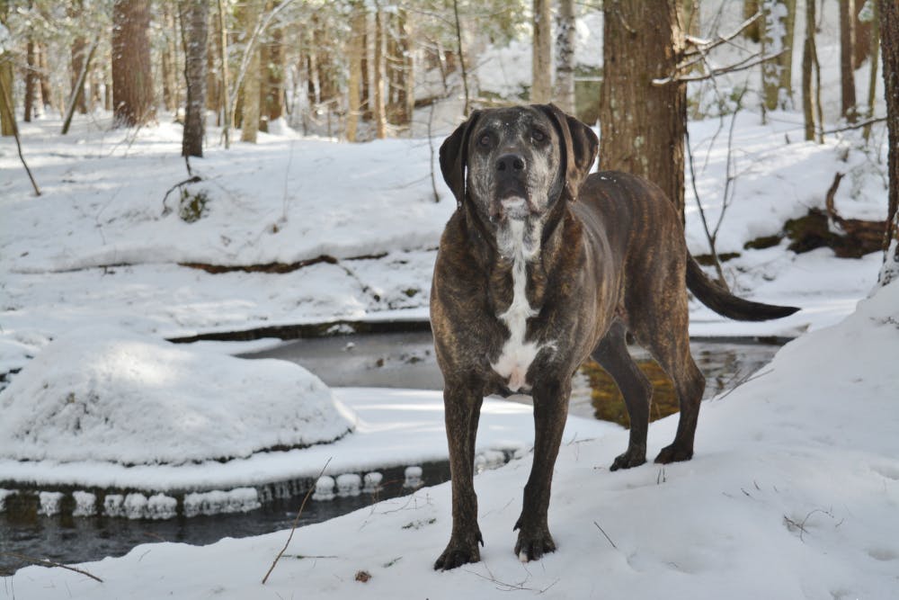 A dog in New Hampshire