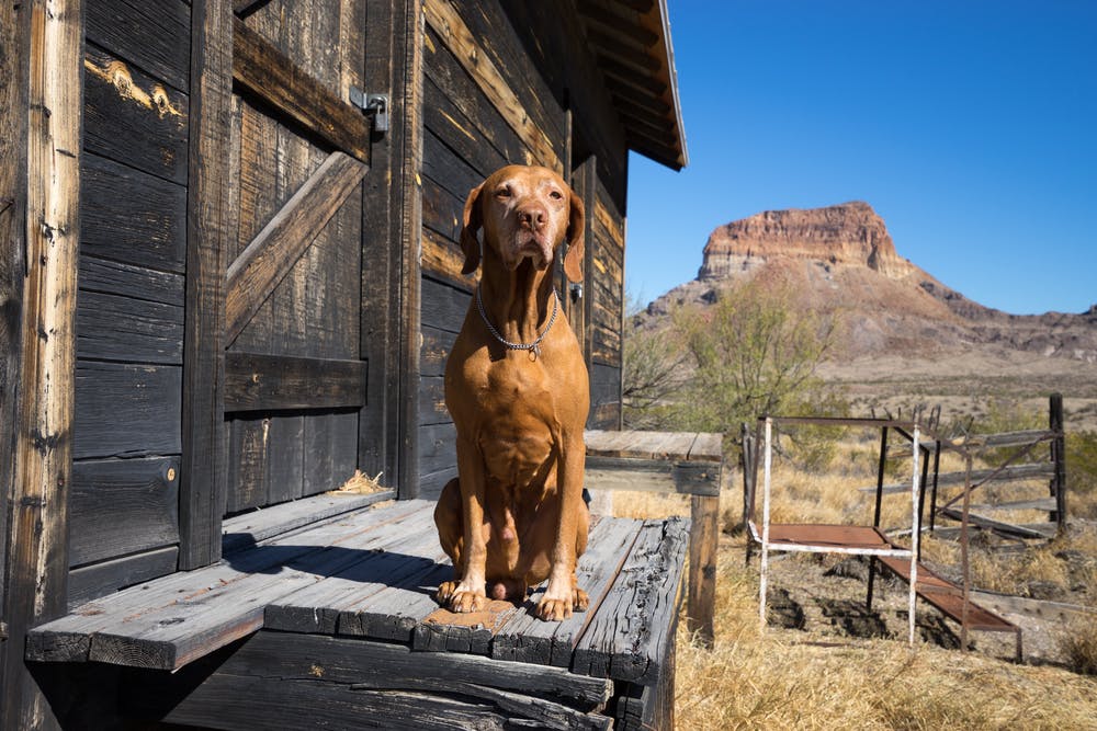 A dog in Texas