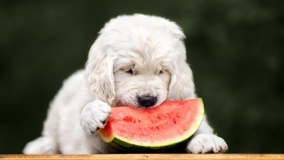 golden retriever puppy eating watermelon