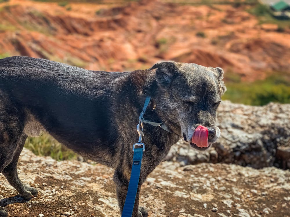 A dog in Oklahoma