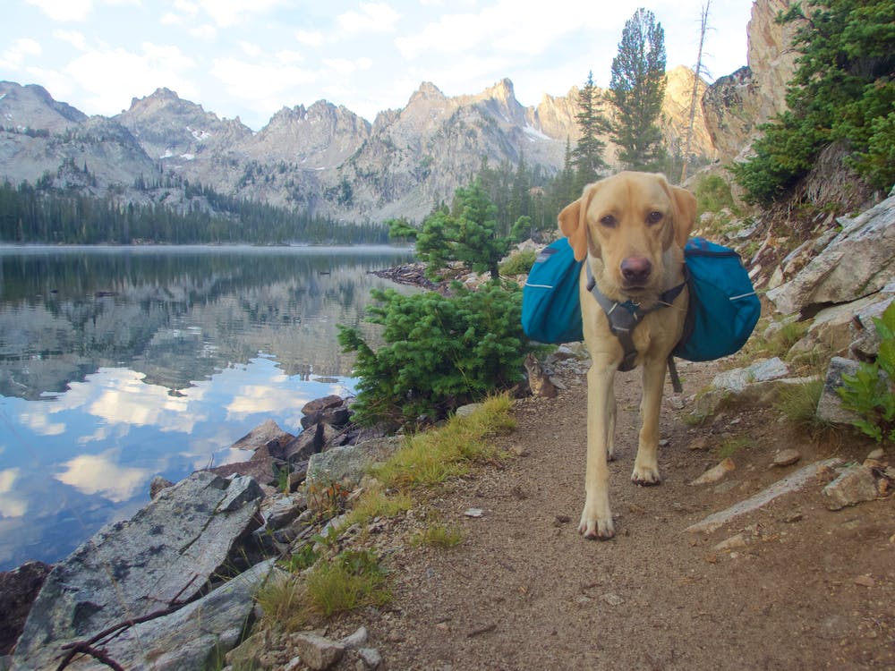 A dog in Idaho