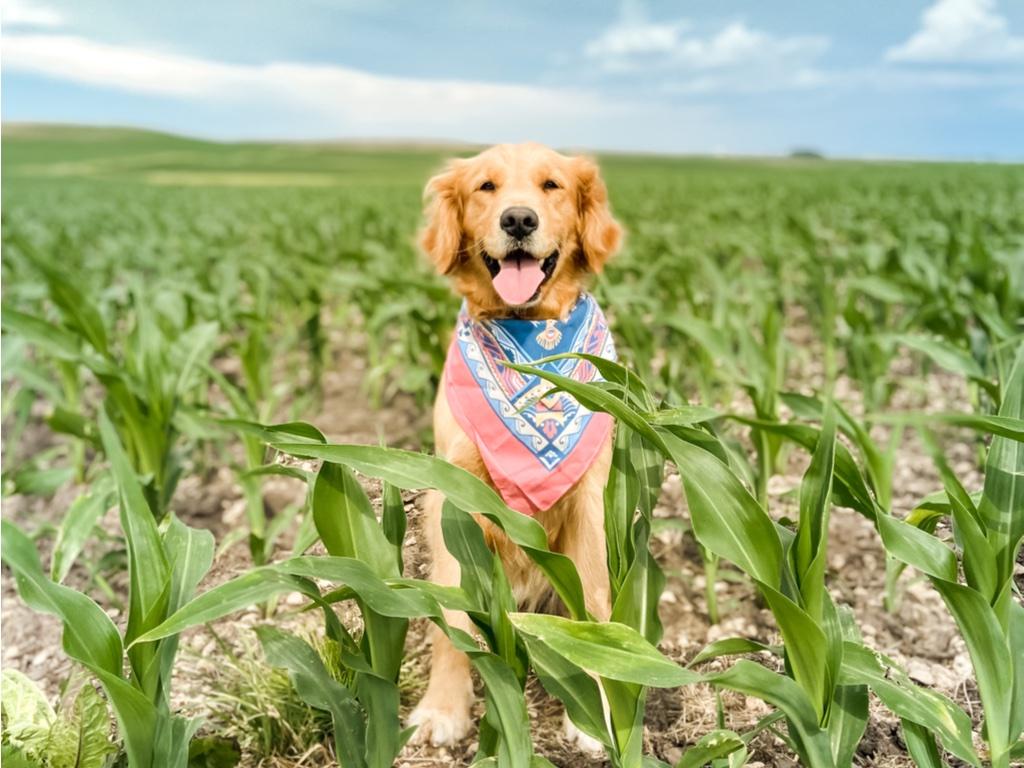 A dog in Iowa