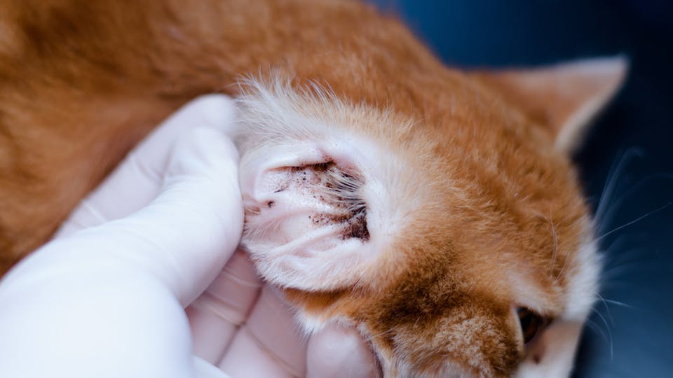 Kitten with ear mites