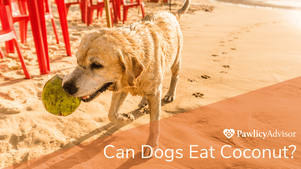 Dog holding coconut in mouth on beach