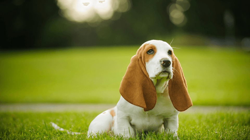 Basset Hound puppy sitting outside in sun