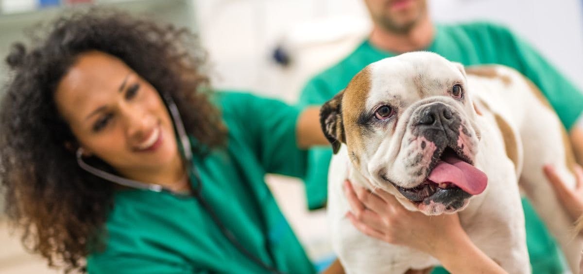 veterinarian with english bulldog