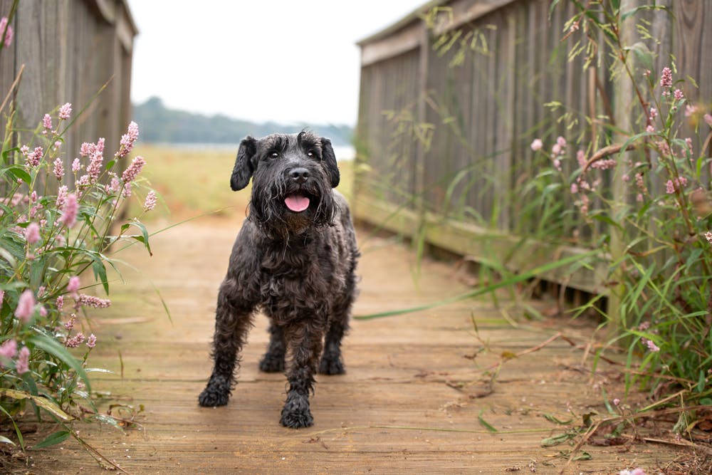 A dog in Maryland