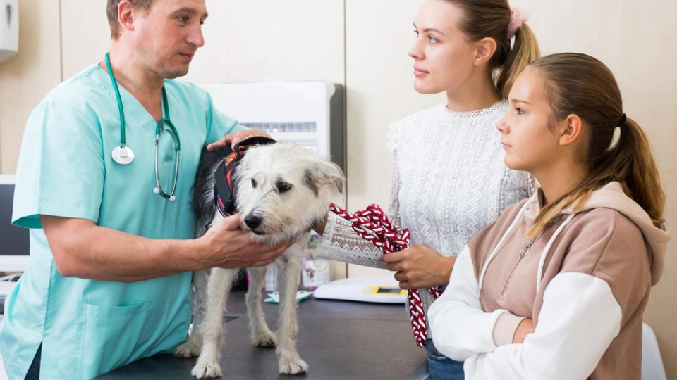 dog at vet visit for the first time