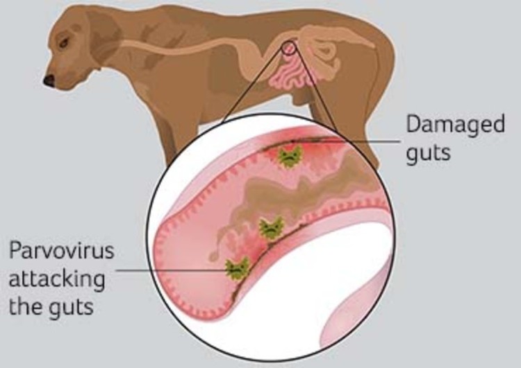 parvo in dog's gut