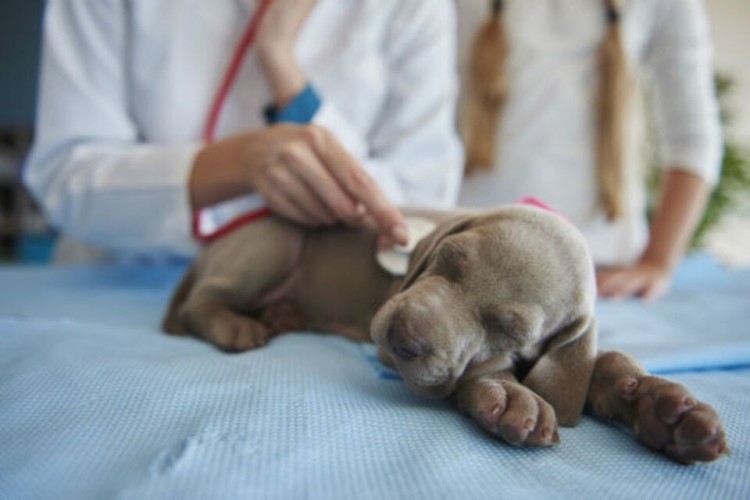 puppy at the vet