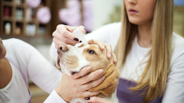 Girl administers eye droplets to dog