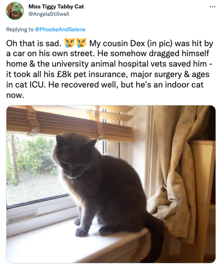 cat insurance twitter post 3