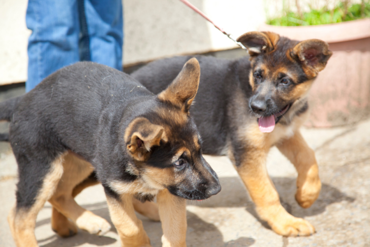 Two German Shepherd puppies playing