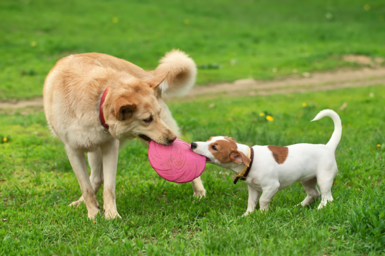 Big dog and small dog playing together