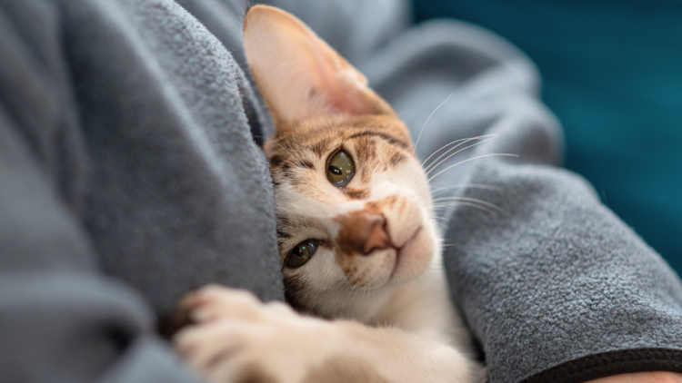 Kitten cuddled up with owner