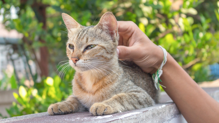 Cat receives pet sitting on ledge outdoors