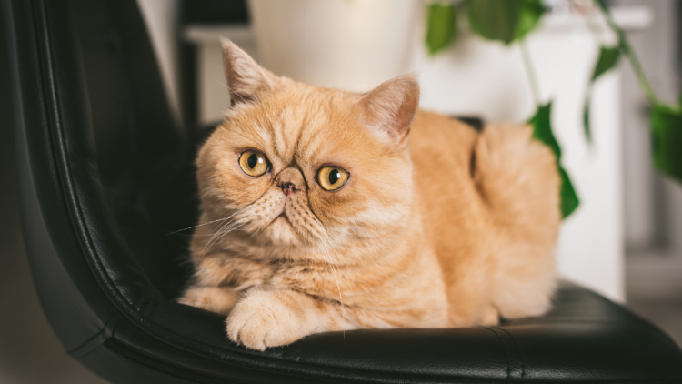 exotic shorthair cat