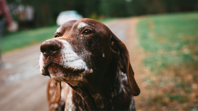 old german shorthair pointer dog