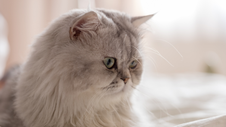 persian cat