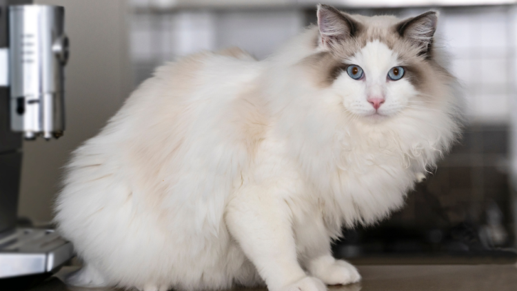 ragdoll cat