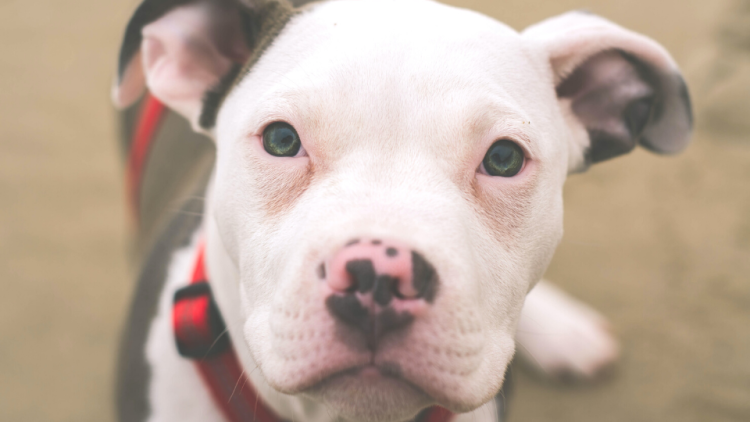 rescue puppy pitbull