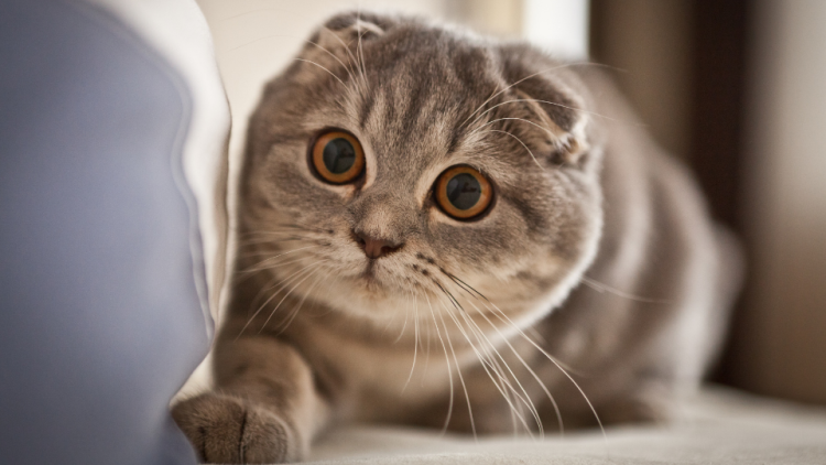 scottish fold cat