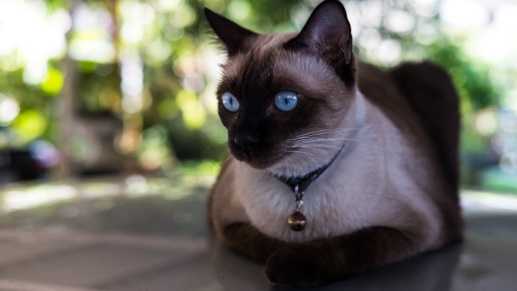 siamese cat