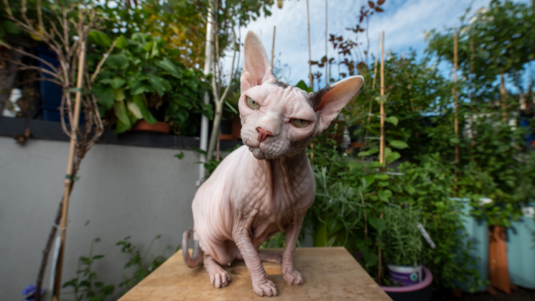 sphynx cat